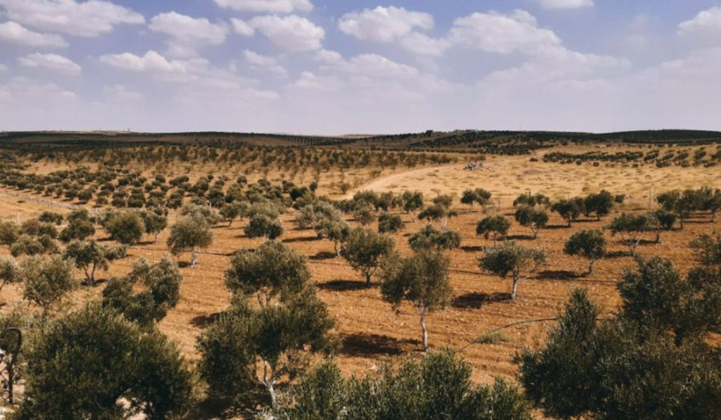 ¿Que tiene de especial el aceite de oliva virgen extra de Jaén?